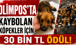 Olimpos'ta kaybolan köpekler için 30 bin TL ödül!