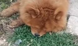 Alanya'da köpek ölümü ile ilgili bir gözaltı!