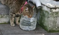 Yaz sıcağı hayvanları tehdit ediyor