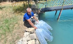 Manavgat'ta 400 bin yavru balık suya bırakıldı