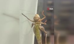 Evlere giren dev çekirgeler paniğe neden oldu
