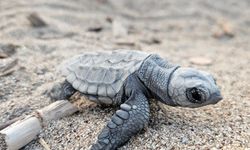 Belek'te caretta heyecanı