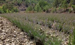 Alanya'da hasat zamanı