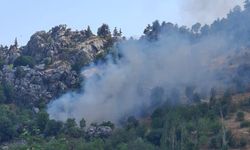 Alanya'da zeytin bahçesinde yangın!