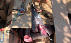 Alanya'da 300 kilogram et imha edildi