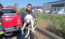 Köpeğe sarılıp gözyaşı döktü