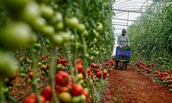 ‘Tarım ürünlerinin ihracatı kolaylaştırılsın’ önerisi