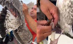 Misina dolanan martıyı amatör balıkçılar kurtardı