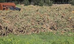 Sera atıkları ormanları tehdit ediyor