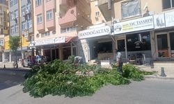 Manavgat'ta tehlike yaratan ağaca müdahale