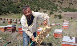 Sezonun ilk bal hasadı yapıldı
