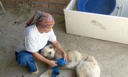 Serik'te vurulan köpeğin sahibi adalet istiyor