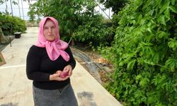 Çatısı tropikal meyve müzesi oldu