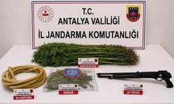 120 kök kenevir ele geçirildi