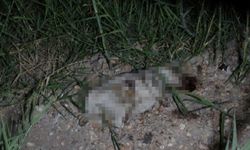 Manavgat'ta kan donduran iddia