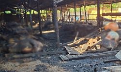 Yangında 53 büyükbaş hayvan telef oldu