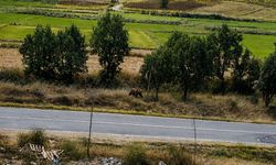 Edirne'de ‘bozayı’ uyarısı