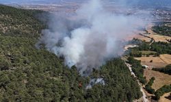 Bolu’da orman yangını