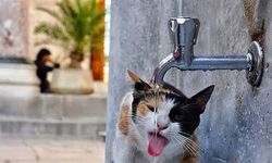 Sıcaklar onları da vuruyor