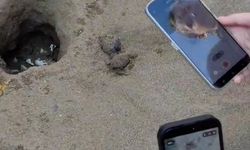 Minik carettalar Akdeniz'e uğurlandı