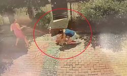Pitbull cinsi köpek küçük kıza saldırdı