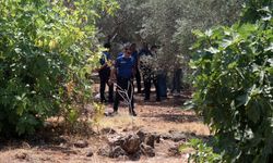 Varsak'ta zeytinlikte ceset bulundu