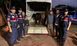 Korkuteli’de çalınan hayvanlar bulundu