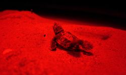 5 bin 500 caretta caretta yavrusu denize ulaştı