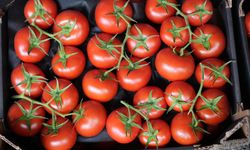 Domates işlem miktarında rekor düşüş