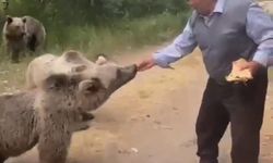 Boz ayıları elleriyle besledi