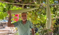 Antalya'da bu kabak şaşırttı