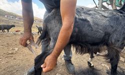 Koyun kılları artık çöpe gidiyor