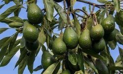 Alanya’nın yeşil altını dünyaya açılıyor