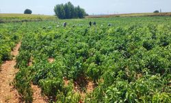 Salçalık biberi önce hırsızlar hasat etti