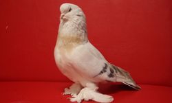 6 güvercininin toplam değeri 700 bin TL