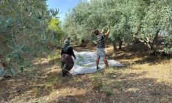 Serik'te zeytin hasadı