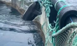 Kafeste mahsur kalan Akdeniz fokuna dalgıçlardan yardım eli
