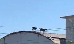 Serik'te keçiler, 3 katlı inşaatın çatısına çıktı