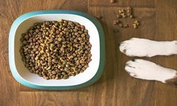KÖPEK HAZIR KURU MAMA ALINMASI İŞİ