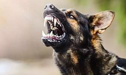 Veteriner hekime köpek saldırısı