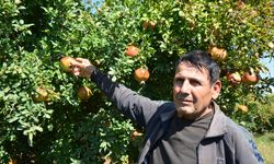 Antalya'da nar sezonu başladı