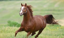 15 safkan elit Arap koşu tayı açık artırmayla satışta