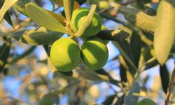 1 kilogram yağlık zeytinin maliyeti belli oldu