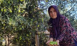 'Tavşan yüreği'nde rekolte beklentisi 10 bin ton