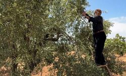 Sofralık yeşil zeytin hasadı başladı