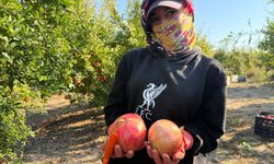 Serik'te nar hasadı erken başladı