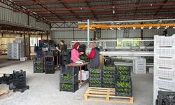 Gazipaşa'dan Gürcistan'a ihraç oluyor