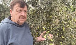 COP31'e tavşan yüreği zeytini