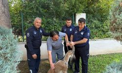 Yaralı dağ keçisi tedavi altına alındı