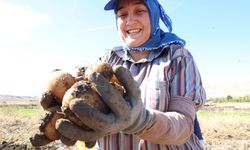Korkuteli'de hasat zamanı